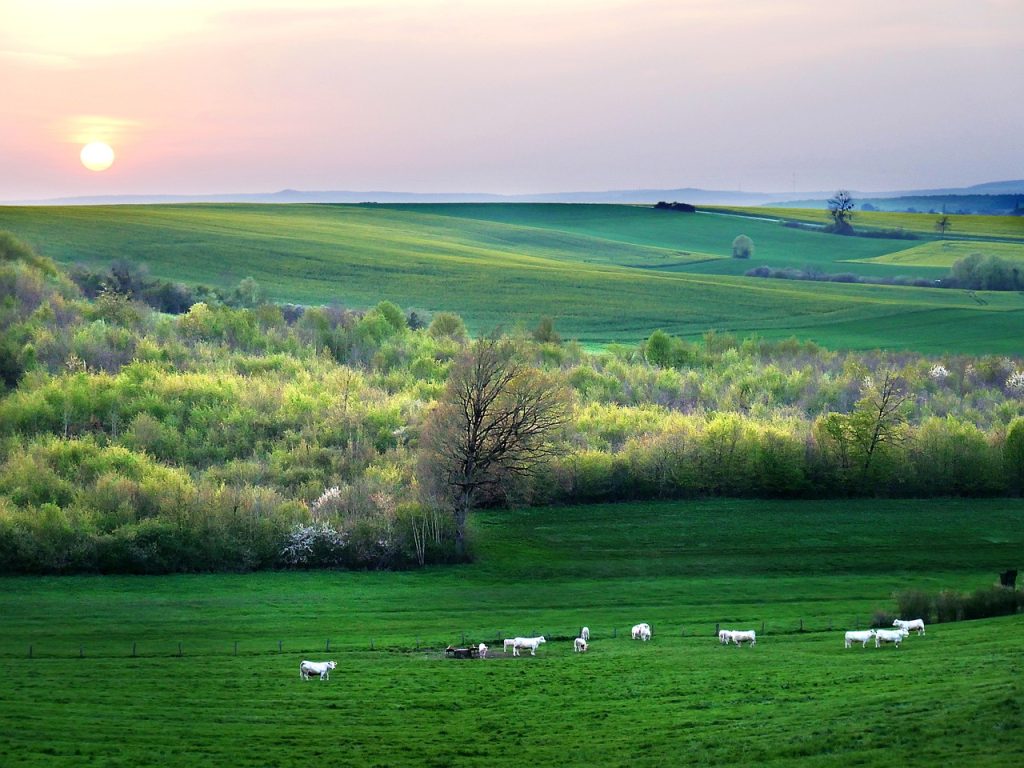 countryside, cows, twilight-4771096.jpg